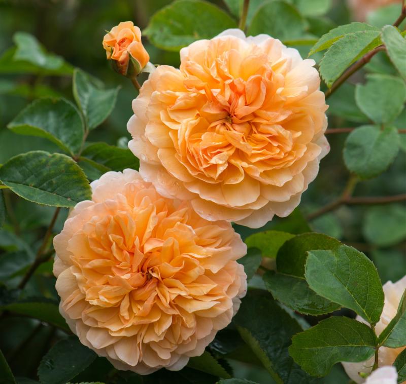 Rosa Port Sunlight (Auslofty) (6lt)