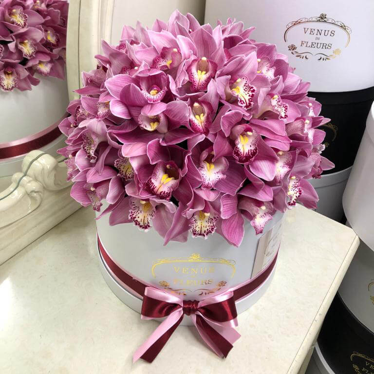 Phalaenopsis Venus Champagne - Орхидеи, орхидеи уход ...