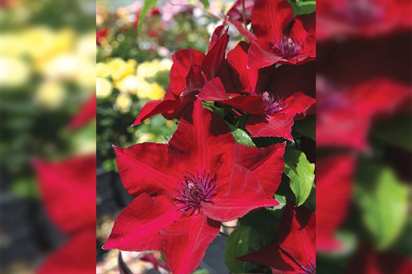 Clematis Red Nubia Seed 10 - Etsy