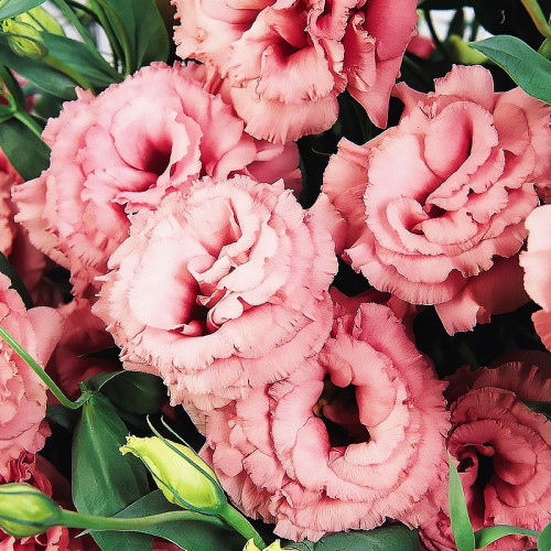 Amazon.com : Arena III Red Pelleted Lisianthus Seeds (Eustoma ...