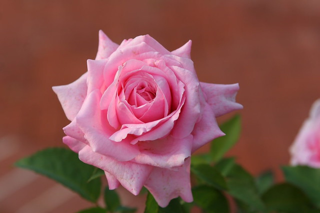 Belinda's Dream rose - Nursery Management