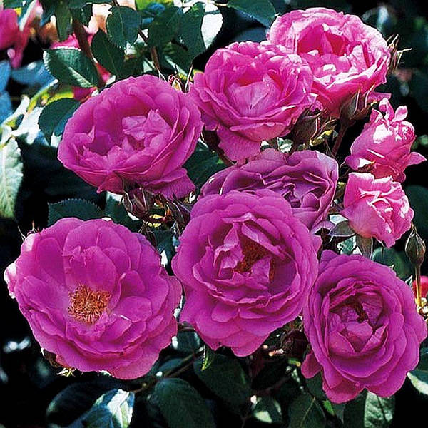 Rosa 'Morden Centennial' — Википедия