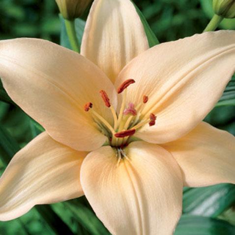 Lilium 'Tiny Diamond', Lily 'Tiny Diamond' (Asiatic) in ...