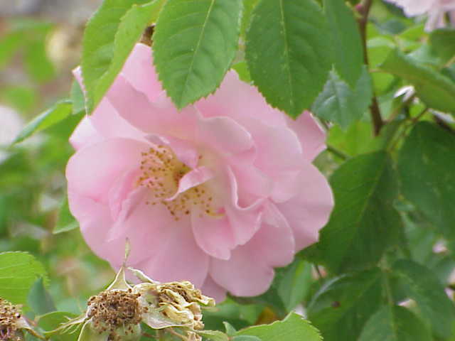 Rosa 'Sommermorgen' — Википедия