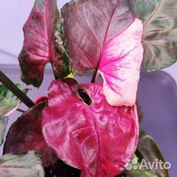 Сингониум Клубничный Лед (Syngonium Strawberry Ice ...