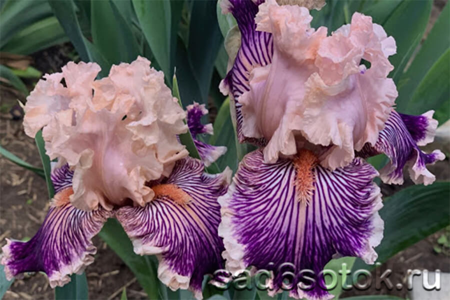 Ирисы. Самые красивые сорта. Irises. The most beautiful ...