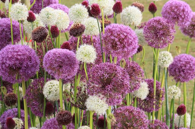 Лук декоративный (Purple sensation), аллиум (Allium ...