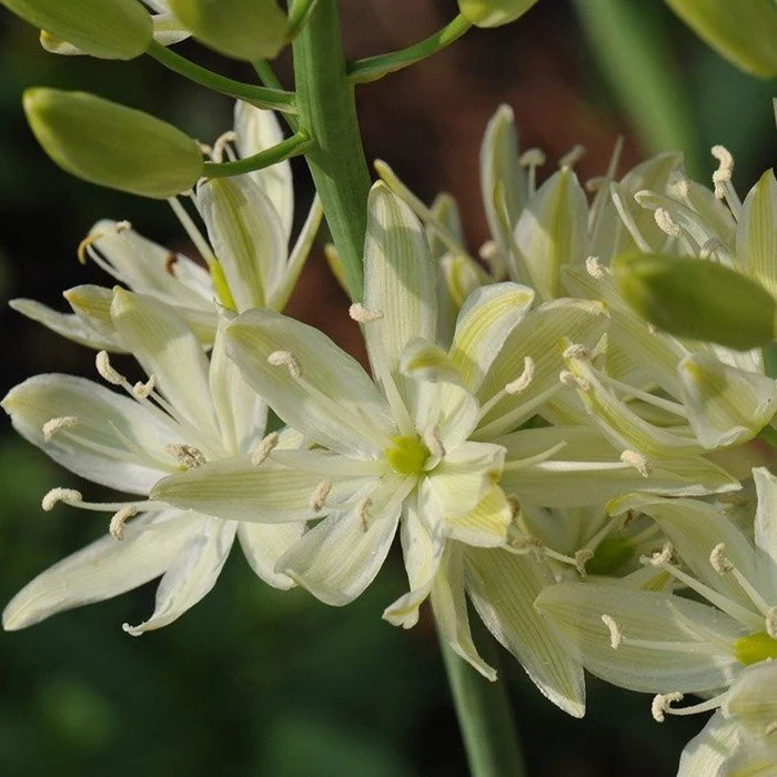 Камассия Лейхтлина Camassia семена купить.