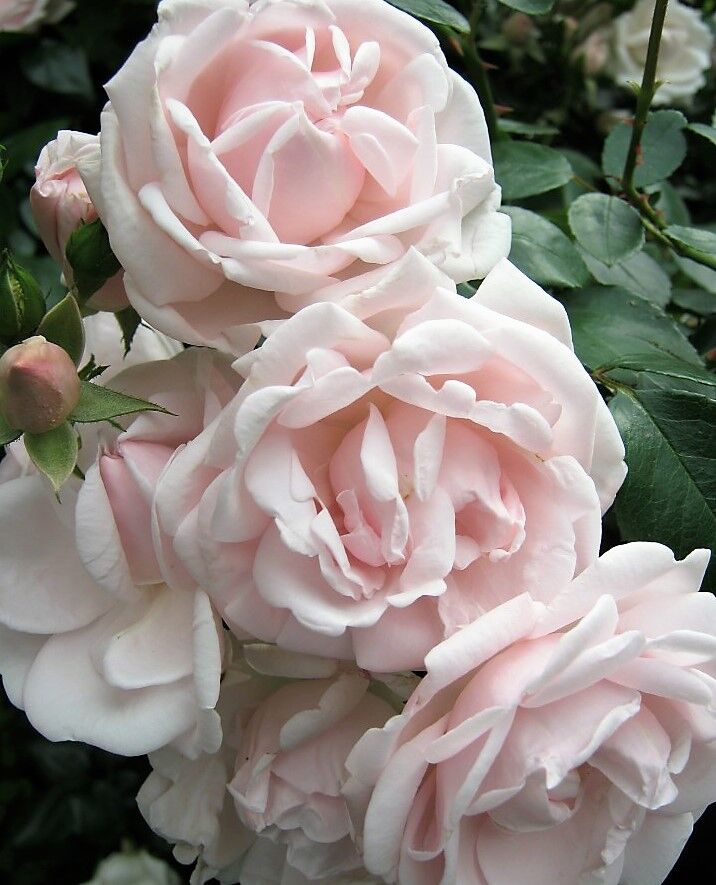 Rose 'New Dawn'