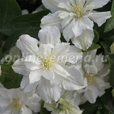 Zo14089, Diversifolia White Arabella ...