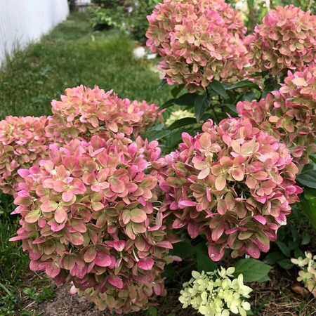 Hydrangea paniculata Little ...