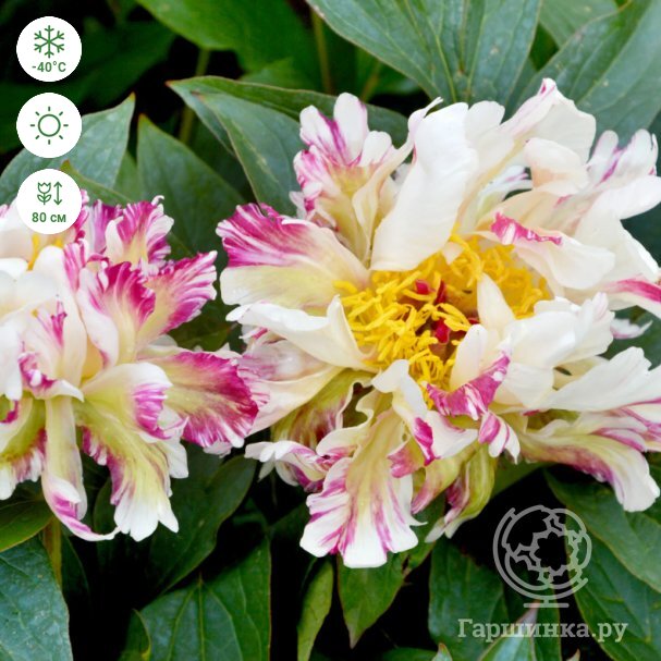 Peppermint Stick Peony For Sale at NatureHills.com – Nature ...