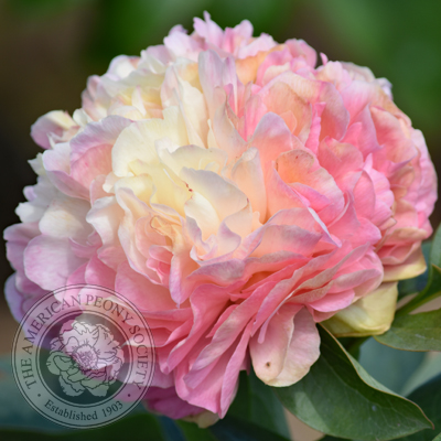 Lois' Choice Peony | Adelman Peony Gardens