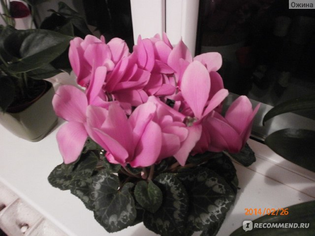 Cyclamen PERSICUM 'JULIA' (Цикламен): купить 2 семени c ...