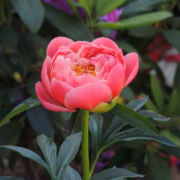 Paeonia 'Coral Charm ...