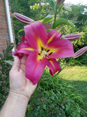 Giant Hybrid Lily Empoli | K. van ...