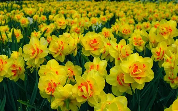 Скачать картинки Narcisi e fiori di garofano, стоковые фото ...