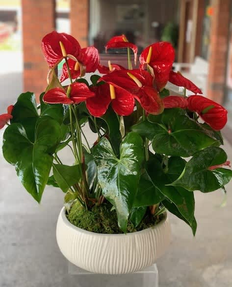 CNY Anthurium 火鹤花