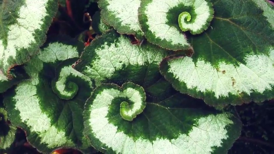 Файл:Begonia rex 'Escargot'.jpg — Википедия