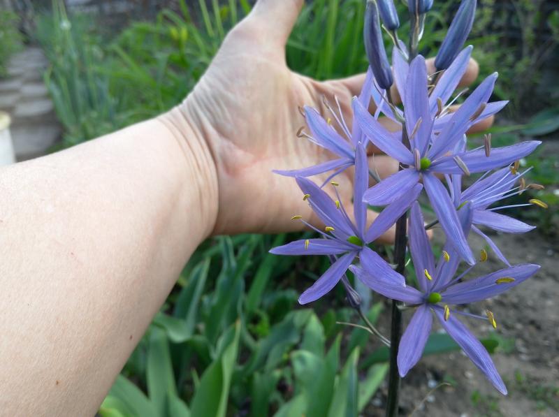 Камассия Блю Мелоди (Camassia Blue melody)