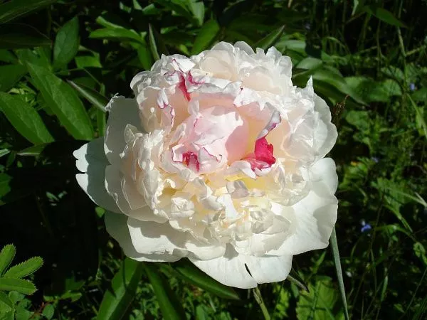 Пион Paeonia Salmon Glory