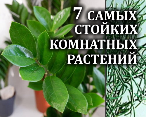 ТОП-15 самых неприхотливых комнатных цветов