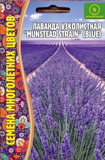 Лаванда узколистна Мунстед, Lavandula angustifolia Munstead ...