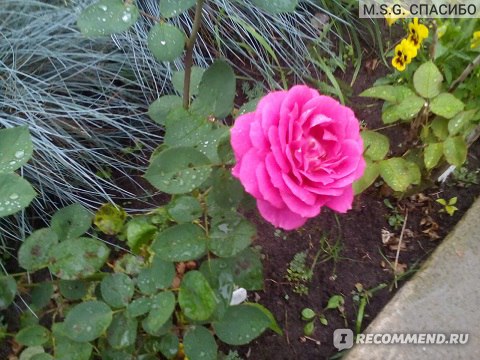 Rose (Rosa 'Stephens' Big Purple') in ...