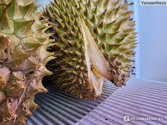 Durian. Giant Tropical Fruit. Стоковое фото № 10800966 ...