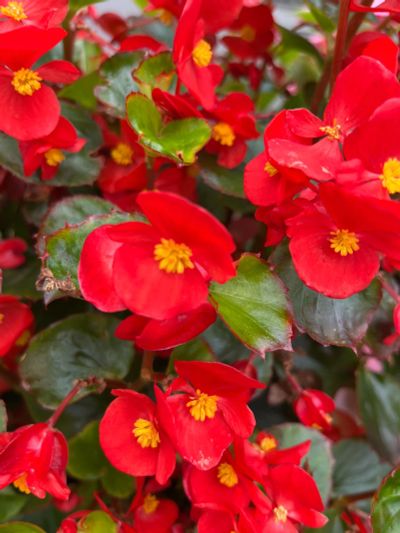 Begonia 'Rohceart'