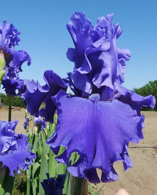 Tall Bearded Iris (Iris 'Adriatic Waves ...