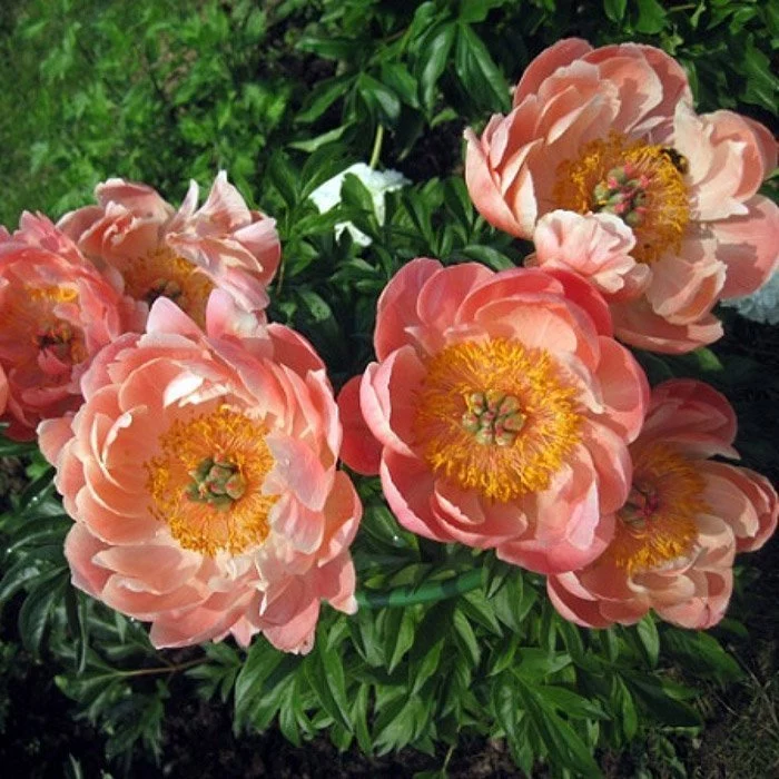 CORAL SUPREME' Peony (Paeonia x lactiflora 'coral supreme ...