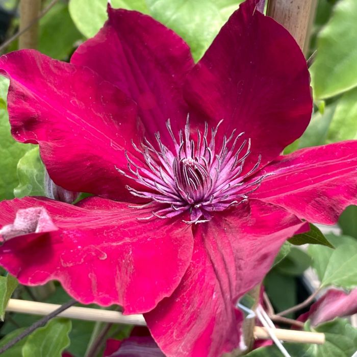 Clematis 'Nubia' (Evipo079)