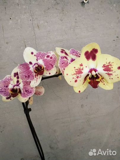 Phal. Fangmei Pretty Golden big lip ...