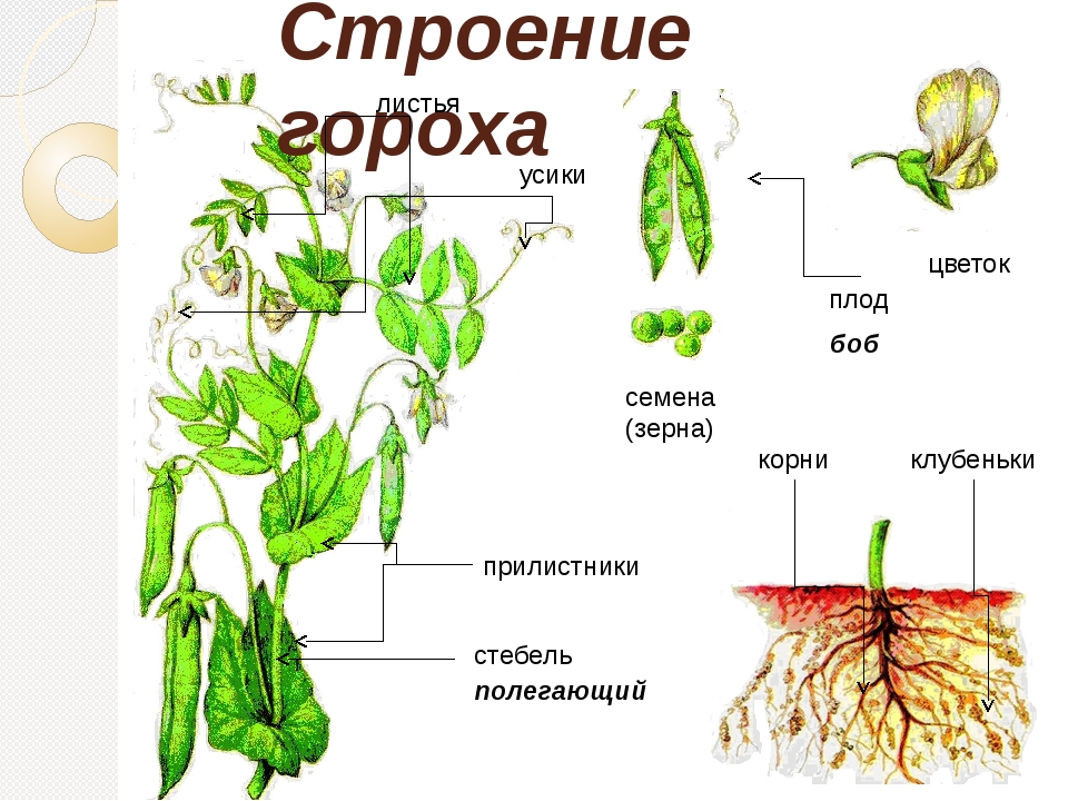 Семейство Мотыльковые - Papilionaceae [1971 Гордеева Т.Н ...