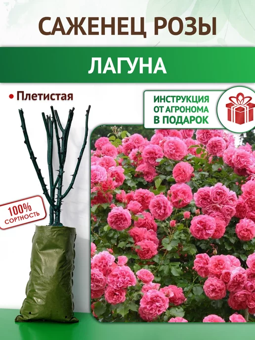 Роза Лагуна (Rosa climbing Laguna ...