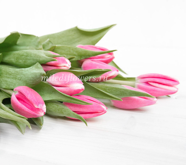 Tulips Pink Ardour 39cm | Wholesale Dutch Flowers & Florist ...