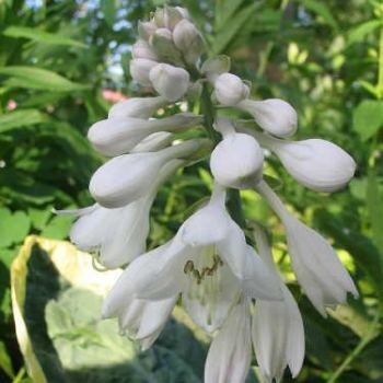 Hosta Photo Library