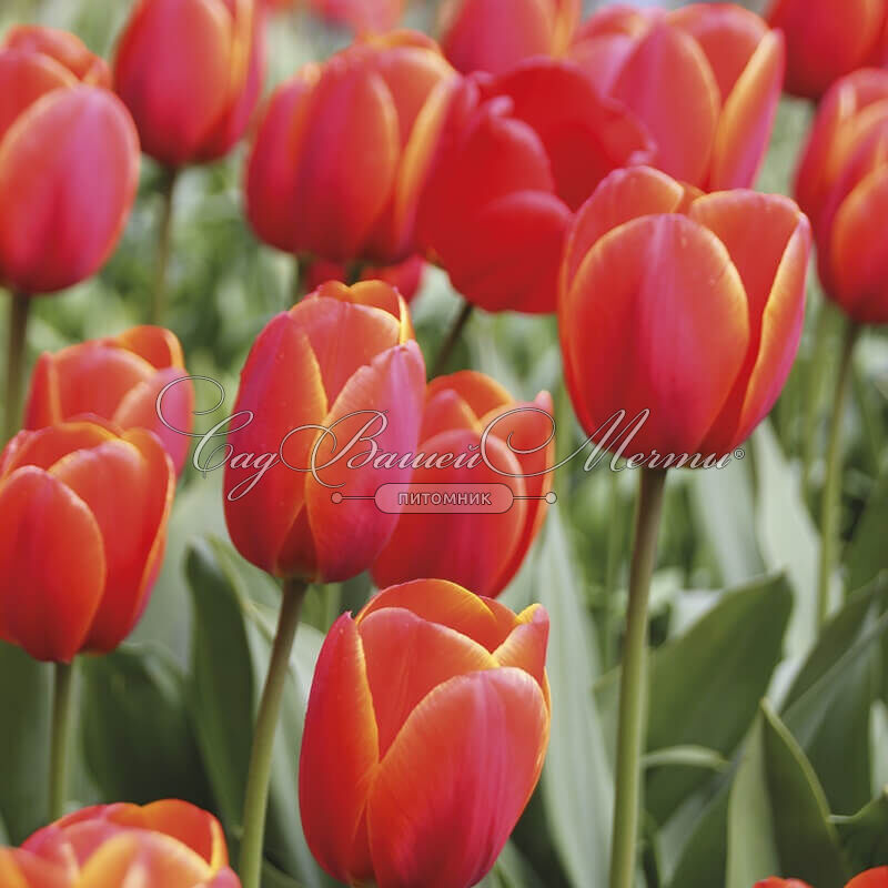 Tulipa ad rem hi-res stock photography ...