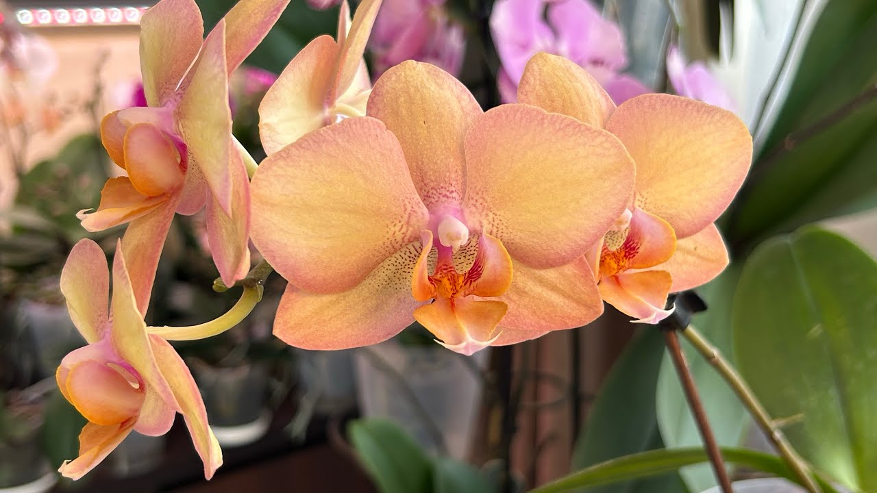 Орхидея Phalaenopsis Legato