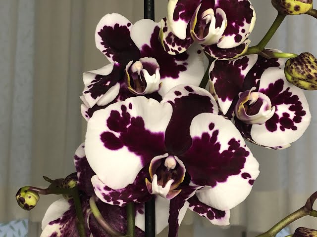 Орхидея Phal. Miki Black Angel 364 ...