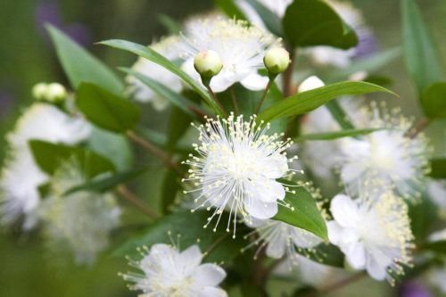 🌿 Саженцы Мирта обыкновенного (Myrtus communis)