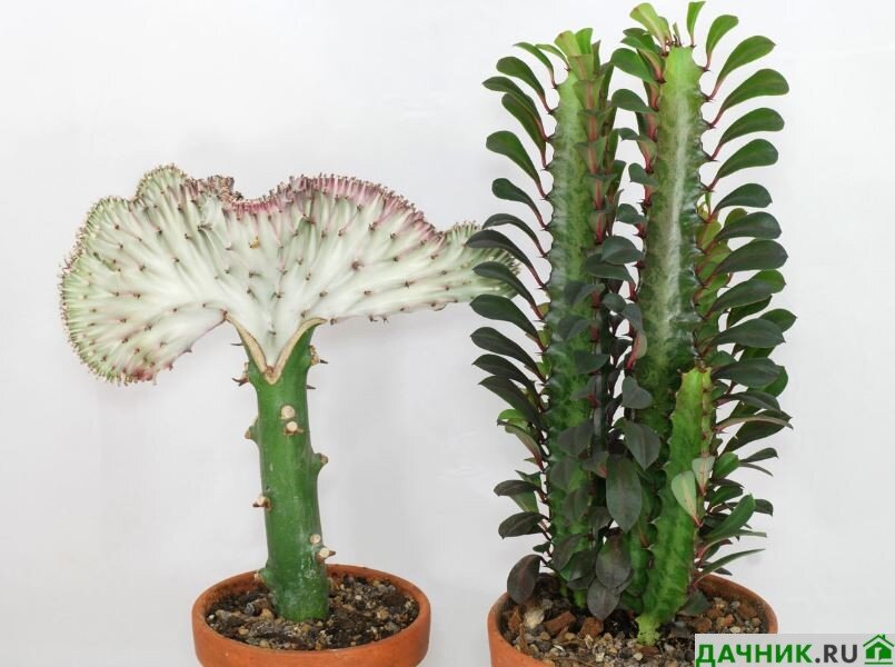 Растение ⌀ 7 Euphorbia HORRIDA (Молочай, Эуфорбия): купить c ...