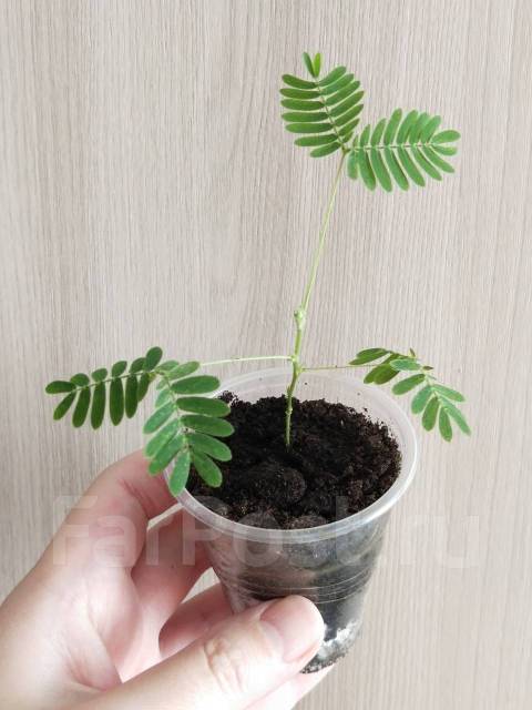 Mimosa pudica ...