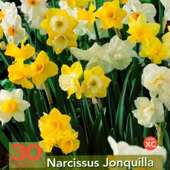 Narcissus Cheerfulness ...