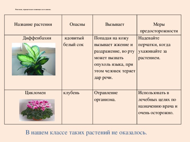 Каллизия душистая : лекарственное растение, применение ...