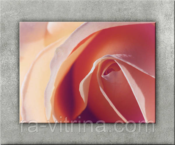 2,400+ Rose Stamps Stock Photos, Pictures & Royalty-Free ...