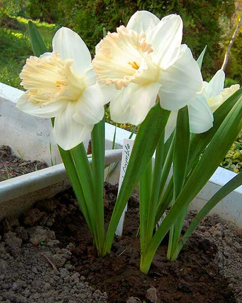 Buy Daffodil Bulbs | Narcissus Mallee ...