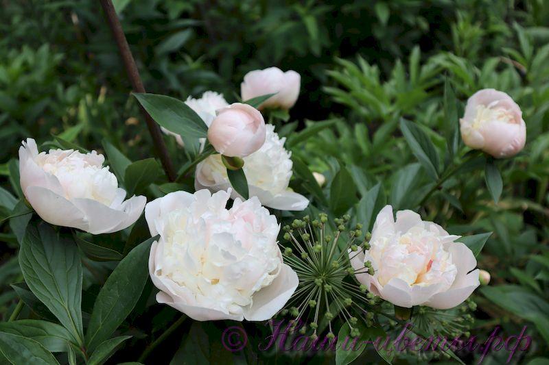 Paeonia Mother's Choice Пион Мазерс Чойс