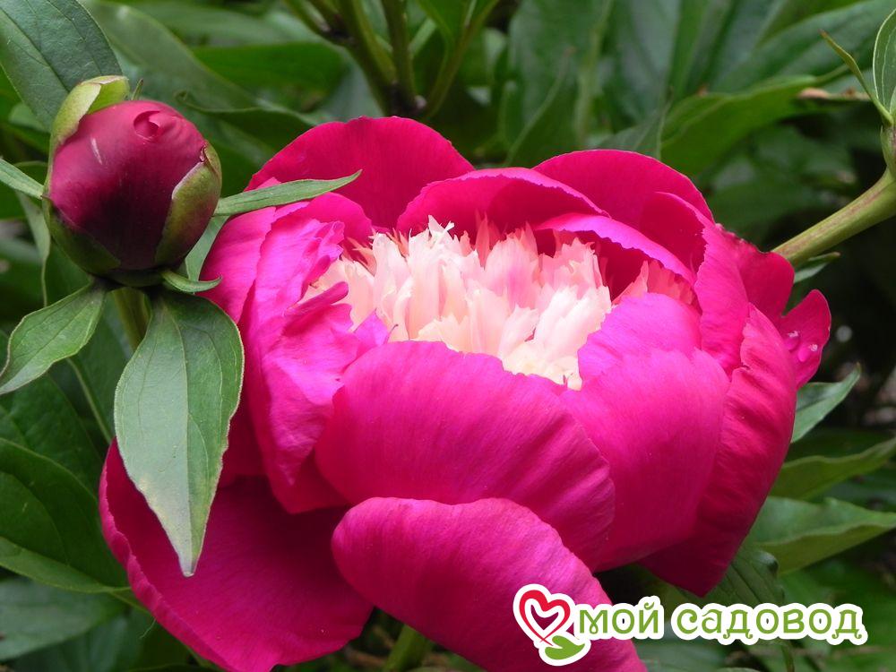 Paeonia Zemina Пион Земина